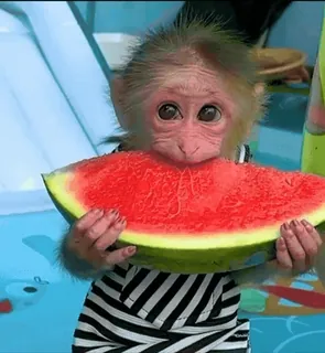 🍉 macaco, melancia, fofo, animal, macaco bebê, fruta, camiseta listrada telegram sticker