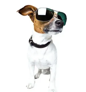 😎 dog, sunglasses, cool, animal, pet telegram sticker