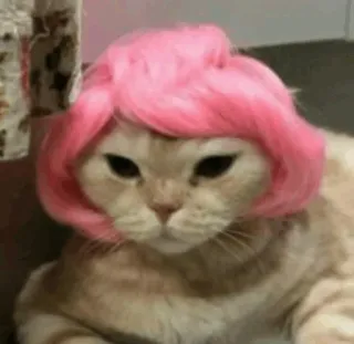 🐱 kucing, wig merah muda, lucu, hewan peliharaan, binatang telegram sticker