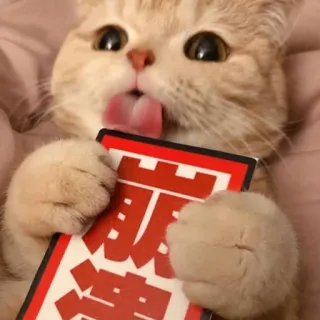 😺 gato, fofo, animal, adorável, animal de estimação whatsapp sticker