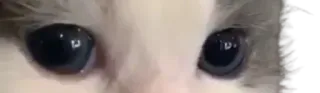 😂 gato, animal, mascota, ojos whatsapp sticker