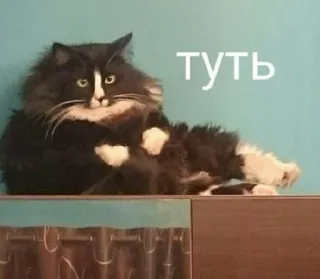 🙃 туть แมว, แมวทักซิโด้, รัสเซีย, สัตว์เลี้ยง, สัตว์ telegram sticker