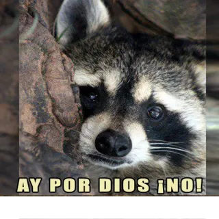 😦 AY POR DIOS ¡NO! rakun, sedih, binatang, imut, meme whatsapp sticker