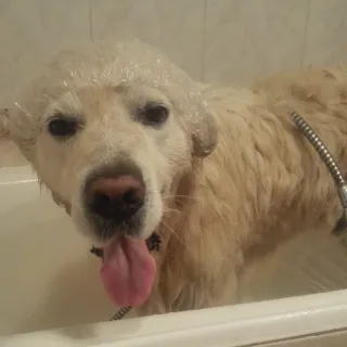 🛁 Hund, Bad, Golden Retriever, Haustier, Tier, Dusche, Zunge telegram sticker