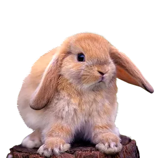🙂 conejo, animal, mascota, lindo, mamífero telegram sticker
