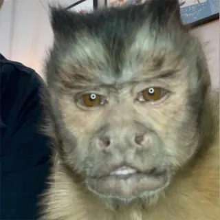 🥴 singe, animal, primate, mammifère, capucin telegram sticker