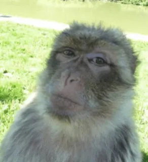 😐 singe, primate, animal, mammifère, faune, nature telegram sticker