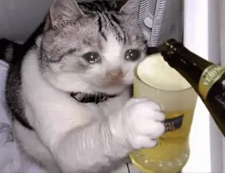 😩 猫, ビール, 飲酒, 悲しい, アルコール, 注ぐ telegram sticker