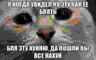 🥺 Я КОГДА УВИДЕЛ НУ ЭТУ КАК ЕЕ
БЛЯТЬ
БЛЯ ЭТУ ХУЙНЮ, ДА ПОШЛИ ВЫ
ВСЕ НАХУЙ gato, ofensivo, palavrões, meme whatsapp sticker