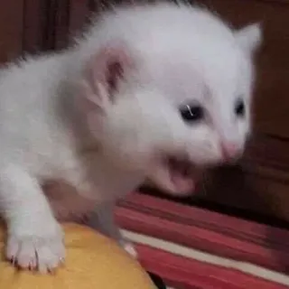 🤬 котенок, кошка, белый, милый, животное, питомец, мяу whatsapp sticker