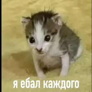 😈 Я ебал каждого kitten, cat, meme, offensive, animal whatsapp sticker