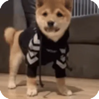 🌟