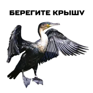 😤 БЕРЕГИТЕ КРЫШУ pájaro, cormorán, ruso, animal, fauna, берегите крышу whatsapp sticker