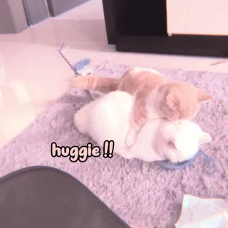 🐈 huggie !! cats, hugging, cute, animals, pets, affectionate whatsapp sticker