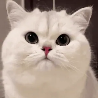 😡 mèo, mèo trắng, dễ thương, động vật, thú cưng, động vật có vú whatsapp sticker