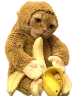 🐱 cat, banana, animal, cute, meme telegram sticker