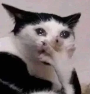 😢 Katze, weinend, Meme, lustig, traurig, beleidigend, Stinkefinger telegram sticker