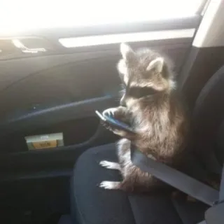 Racoon-zoned whatsapp stickers