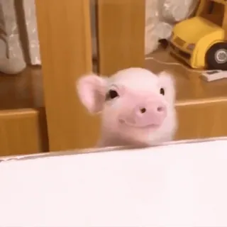 🐷 heo con, dễ thương, động vật, trang trại, hồng, lợn nhà telegram sticker