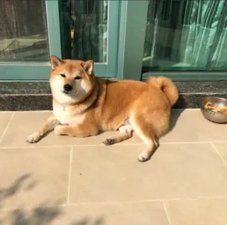 ❤️ dog, Shiba Inu, animal, pet, lying down, cute, domestic animal telegram sticker