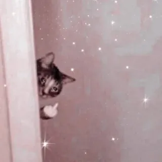 🐱 고양이, 가운데 손가락, 불쾌한, 유머, 동물, 무례한, 밈 telegram sticker