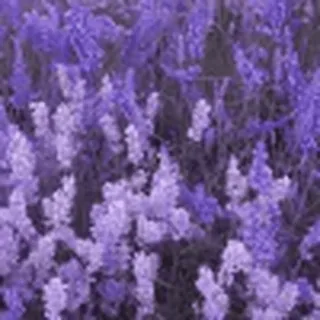 violet ➜ @emoji1 telegram emojis 🤩