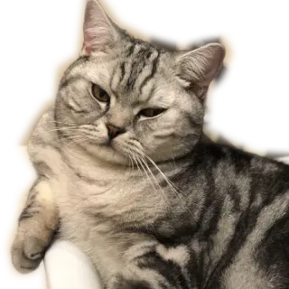 ✨ kucing, hewan peliharaan, hewan, kucing domestik, imut, felin telegram sticker