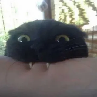 😋 cat, black cat, fangs, animal, pet, creature telegram sticker