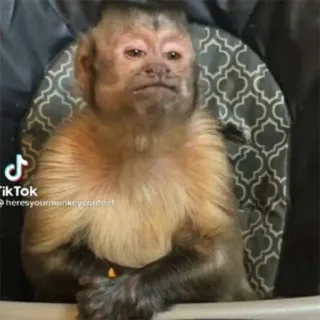 🤔 heresyourmonkeycontent singe, animal, mammifère, TikTok telegram sticker
