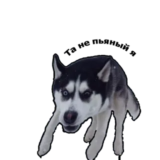 😨 dog, husky, animal, pet, snow, winter whatsapp sticker