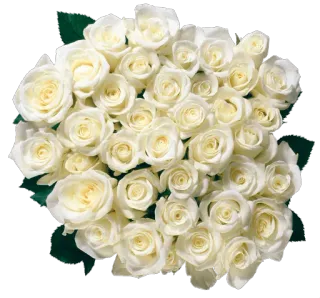 🌺 weiße Rosen, Rosen, Blumen, Strauß, Blumenmuster whatsapp sticker