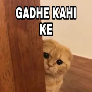 🍁 GADHE KAHI KE Katze, lustig, Meme, Tier, süß telegram sticker