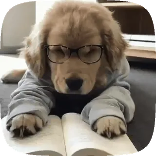 🐶 cane, cucciolo, golden retriever, libro, occhiali, lettura, carino, animale telegram sticker