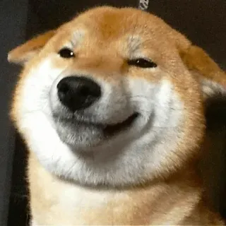 🐾 Hund, Shiba Inu, lächelnd, Meme, süß, Tier whatsapp sticker