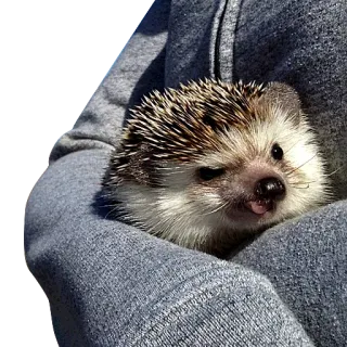 🙂 erizo, animal, lindo, mascota, mamífero telegram sticker