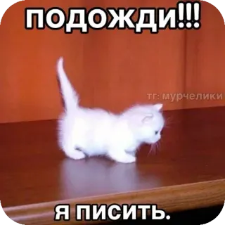 🐱 ПОДОЖДИ!!!
Я ПИСИТЬ. 小猫, 猫, 可爱, 等待, 搞笑, 动物 whatsapp sticker