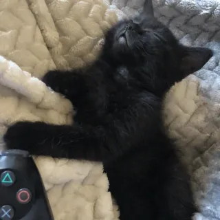 😴 gattino, gatto, dormire, controller, animale domestico, animale telegram sticker