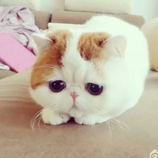 🐱 kot, egzotyczny krótkowłosy, słodki, zwierzę domowe, zwierzę, kociak telegram sticker