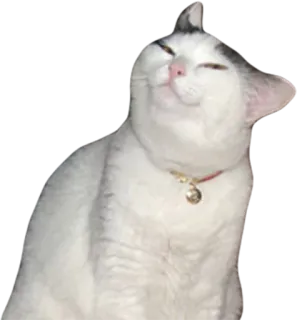 😏 cat, animal, pet, cute, white, domestic telegram sticker