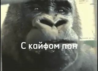 🤤 С кайфом пон Gorilla, Affe, Tier, Russisch telegram sticker