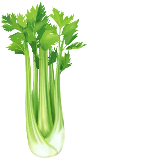 🌱 apio, verdura, verde, comida, saludable telegram sticker