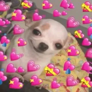 🐕 cachorro, chihuahua, corações, amor, fofo, adorável, animal de estimação, animal telegram sticker