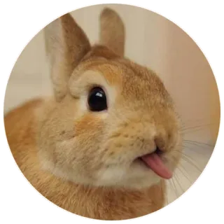 😋 bunny, rabbit, animal, cute, tongue, pet telegram sticker