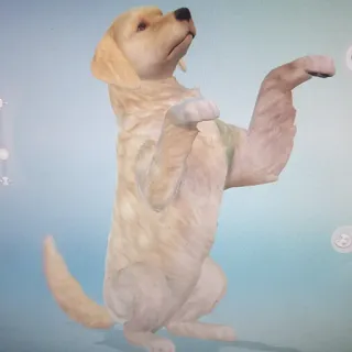 💚 hund, golden retriever, tier, haustier, süß, stehend, welpe telegram sticker