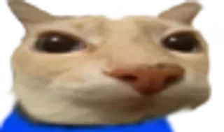 🙍‍♂️ Katze, Meme, Tier telegram sticker