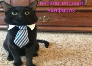 🤩 интелегентный кайфарик kucing, dasi, rusia, meme, kucing bisnis telegram sticker