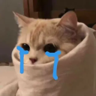 🥲 고양이, 울음, 슬픔, 밈, 애완동물, 동물 telegram sticker