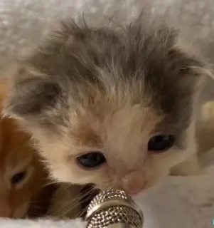 🎀 cat, kitten, microphone, cute, animals, singing whatsapp sticker