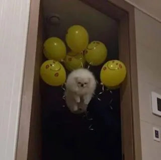 🌟 perro, globos, blanco, puerta, pomerania, animal whatsapp sticker