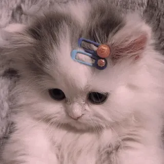 🍡 chaton, mignon, chat, animal, animal de compagnie, duveteux, pince à cheveux whatsapp sticker
